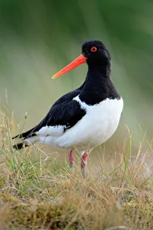 Oystercatcher - male on alert in nesting territory Oystercatcher - male on alert in nesting territory