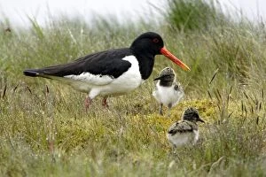 Images Dated 24th May 2005: Oystercatcher - Parent tending chicks on moorland Northumberland, England