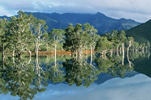PACIFIC ISLANDS - New Caledonia, Niaouli trees during wet season, June / July PACIFIC ISLANDS - New Caledonia, Niaouli trees during wet season, June / July
