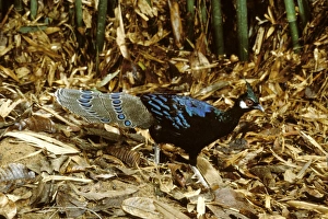 Palawan Peacock-Pheasant - Male Palawan Peacock-Pheasant - Male