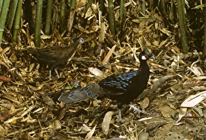 Palawan peacock-pheasant (Polyplectron emphanum) male & female in background Palawan peacock-pheasant (Polyplectron emphanum) male & female in background