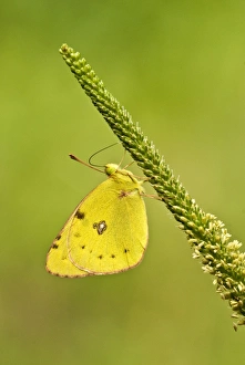 Pale clouded yellow - Underside, resting on flower spike Pale clouded yellow - Underside, resting on flower spike