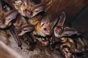Bat Conservation Images Prints: Pallid Bat