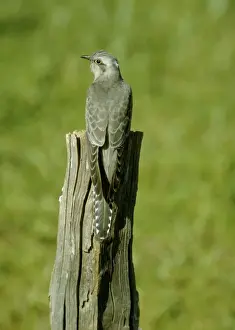 Pallid Cuckoo Print