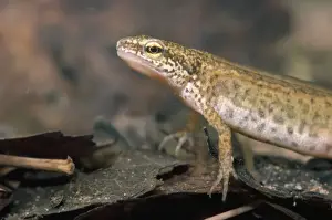 Triturus Helveticus Prints: Palmate Newt