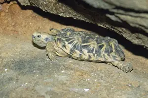 Pancake Tortoise Print - Flat turtle under rocks, Kenya & Tanzania