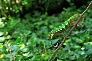 Panther Chameleon - male hunting an insect Panther Chameleon - male hunting an insect