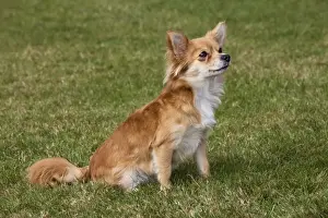 Papillon Dog Print ME-2026