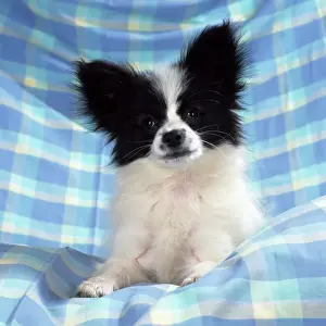 Continental Toy Spaniel / Papillon Dog Print