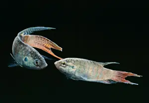 Tropical Aquarium Fish Prints: Paradise Fish
