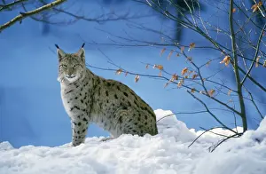 Johan De Meester Art Prints: Pardel Lynx - in snow