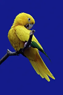 Parrot, Golden Conure - bird on perch Parrot, Golden Conure - bird on perch