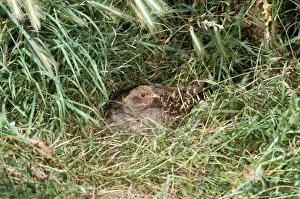 Bird Photography Prints: Partridge
