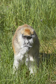 Patas Monkey - Searching for food in grassland Patas Monkey - Searching for food in grassland