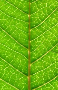 Close Up Leaf Prints: Close up of Leaf, showing veins