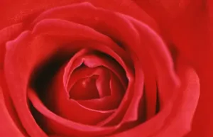 Floral Patterns Prints: Heart of a Red Rose