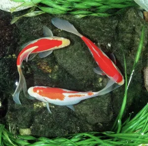 Small Pet Prints: Red Comet Goldfish Print