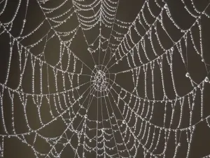 Arachnid Images Prints: Spider's Web - with morning dew