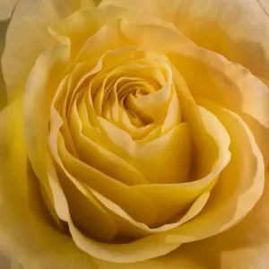 Studio Flower Photography Prints: Yellow Rose