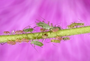 Peach-Potato Aphid /Common Greenfly - Group of juveniles on plant stem Peach-Potato Aphid /Common Greenfly - Group of juveniles on plant stem