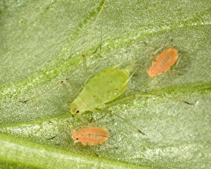 Peach-Potato Aphid / Common Greenfly - Mother with juveniles (pink variety) on leaf of broad bean plant Peach-Potato Aphid / Common Greenfly - Mother with juveniles (pink variety) on leaf of broad bean plant