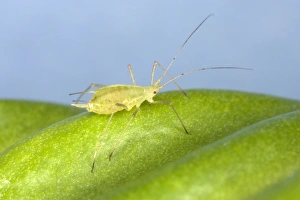 Peach-Potato Aphid / Common Greenfly - Single adult on leaf of broad bean plant Peach-Potato Aphid / Common Greenfly - Single adult on leaf of broad bean plant