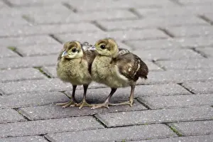 Pavo Cristatus Images Prints: Peacock - 2 young chicks on a park path, Hessen, Germany