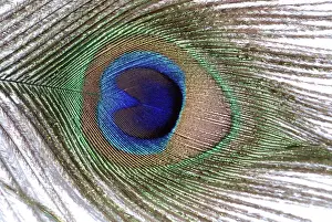 Peacock Feathers Prints: Peacock - feather from tail train