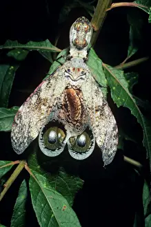 Francois Gohier Photography Prints: Peanut-head Bug / Lantern Fly