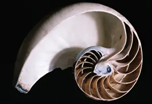 Nautilus Shell Prints: Pearly Nautilus Shell Dissected, showing chambers & siphuncle