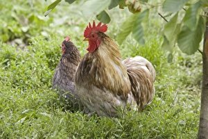 Pekin / Cochin Bantam Chickens cockerel hen Pekin / Cochin Bantam Chickens cockerel hen