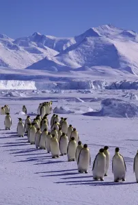 Emperor Penguin Print