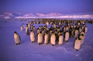 Antarctica Wildlife Images Prints: GRB03485
