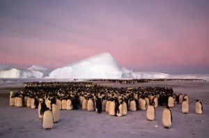 Antarctica Wildlife Images Prints: GRB0946d