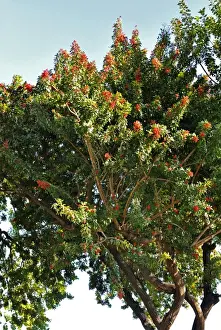 Atlantic Ocean Flowers Prints: Pepper Tree - Botanical Garden