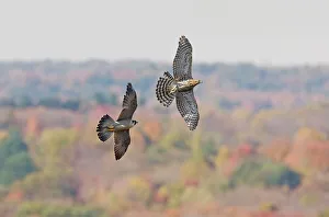 Peregrine Falcon - chasing off a migration immature northern goshawk Peregrine Falcon - chasing off a migration immature northern goshawk