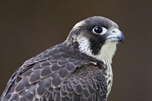 Peregrine Falcon - close-up of single immature bird Peregrine Falcon - close-up of single immature bird