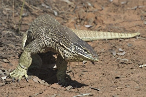 Perentie Goanna / Perenty Monitor Lizard Perentie Goanna / Perenty Monitor Lizard