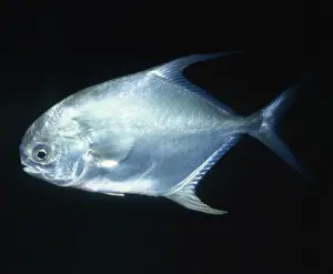 Underwater Marine Life Images Prints: Permit / Bloch's Pompano Fish - (Jacks)