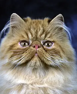 Unique Home Decor Ideas Prints: Persian Cat