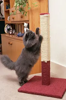 Unique Pet Photography Art Prints: Persian Cat - on scratching post