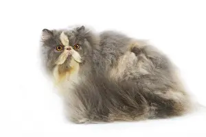 Jean Michel Labat Artist Prints: Persian Cat - in studio