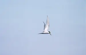 Birdwatching In Peru Prints: Peruvian Tern Peru