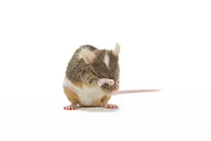 Pet Mammals Prints: Pet Mouse - in studio