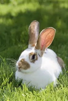 Garden Pets Prints: Pet Rabbit - sitting in grass