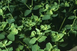 Wild Flowers In Europe Prints: Petty Spurge