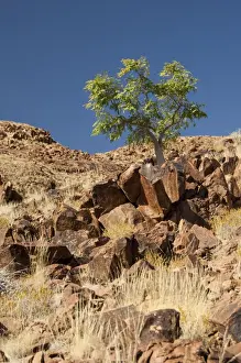Southern Africa Trees Prints: Phatom tree - on hillside - Sossusvlei - Namibia