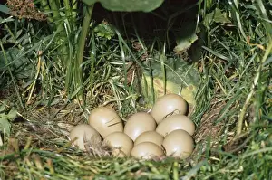 Wildlife Prints For Home Decor Prints: Pheasant - eggs UK