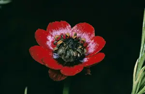 Nature Prints For Home Decor Prints: Pheasant Eye