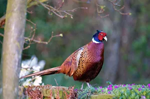 Pheasant - male standing on garden wall Pheasant - male standing on garden wall